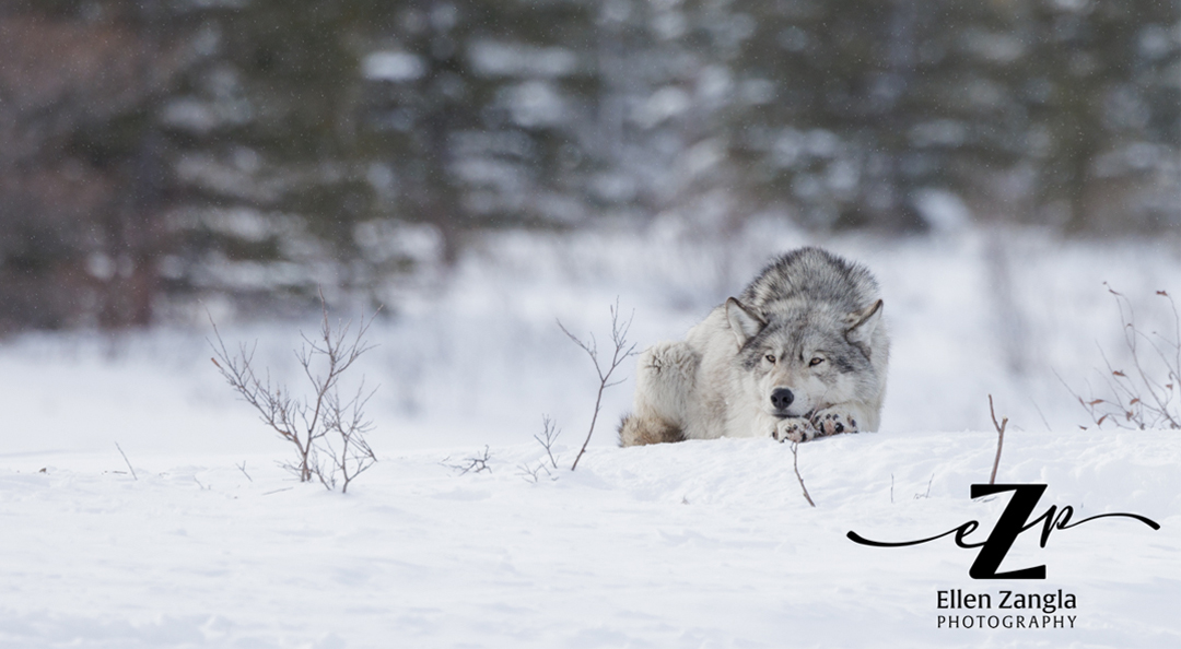 Wolf contemplating the future at Nanuk Polar Bear Lodge. Ellen Zangla photo.