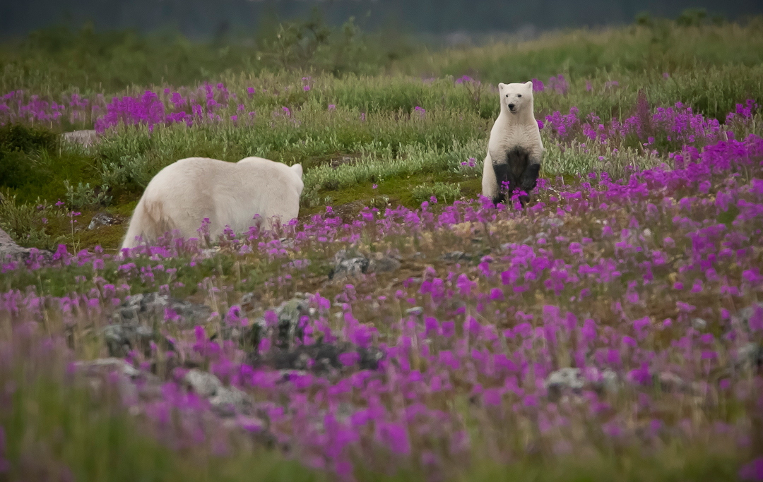 Muddy cub with Mom in the fireweed at Seal River Heritage Lodge. Richard Voliva photo.