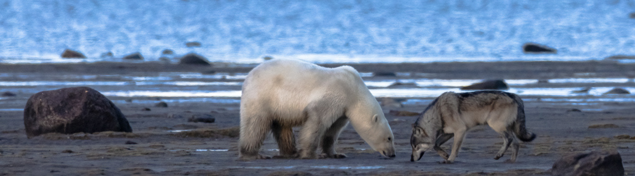Churchill Polar Bears in the Summer 2024-2025