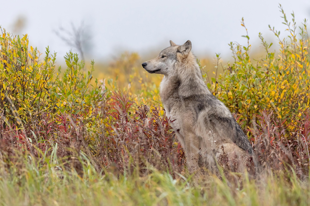 Gray wolf in fall colours. Nanuk Polar Bear Lodge. Tomas Koeck photo.