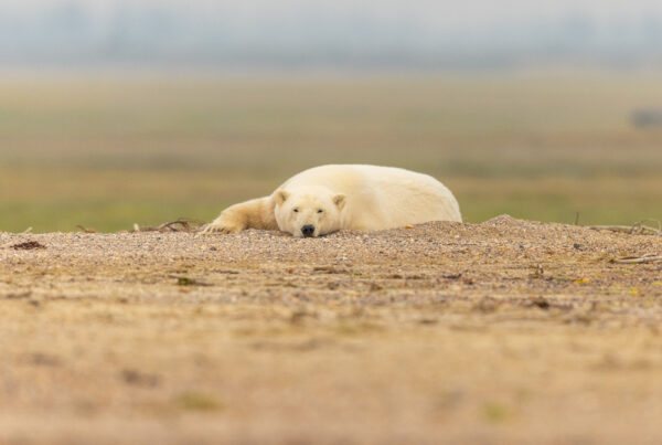 Interview With A Filmmaker: Tomas Koeck, Flyway Of Life, A Hudson Bay 