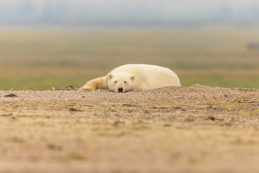 Interview with a Filmmaker: Tomas Koeck, Flyway of Life, a Hudson Bay ...