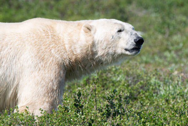 Heavy polar bear. Seal River Heritage Lodge. Boomer Jerritt photo.
