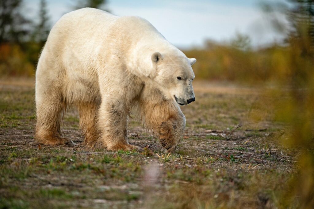 Polar bear on a misty day at Nanuk Polar Bear Lodge. Anjali Singh photo.