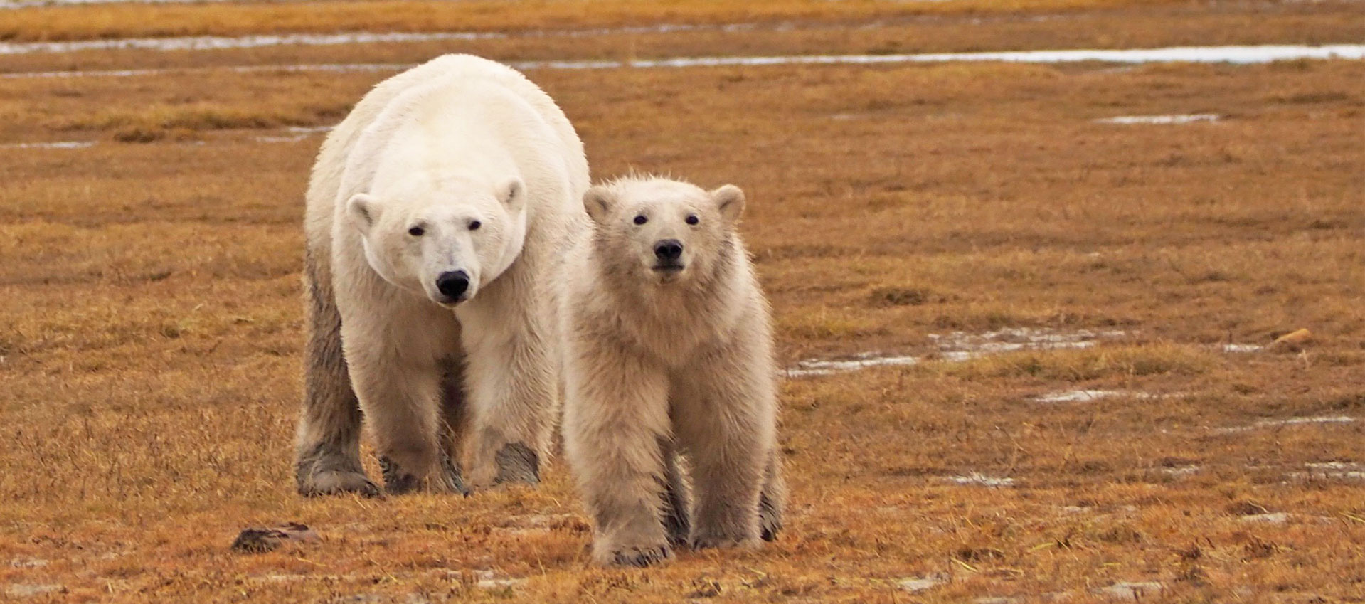 Walking with Giants: Amanda Woods Remembers Nanuk Polar Bear Lodge ...