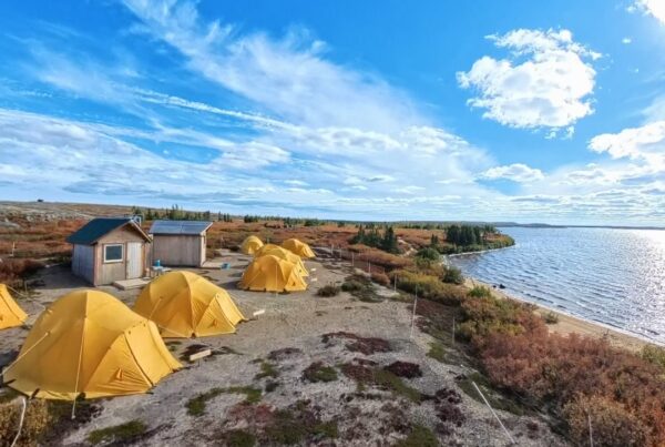 caribou tundra camp