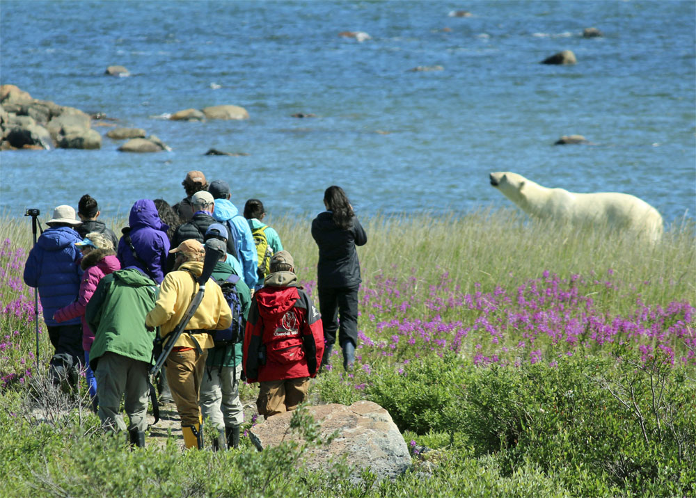 Guests viewing polar bears at ground level at Seal River Heritage Lodge.