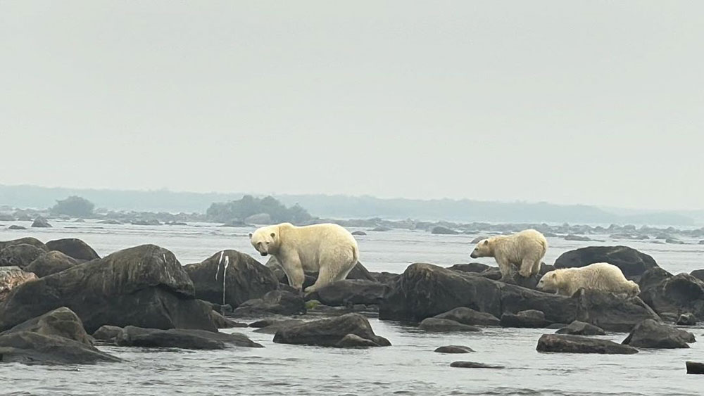 Mom and cubs navigating the Seal River. Photo by Lisa Niver.