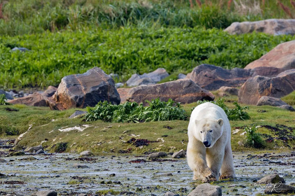 Polar bear at low tide. Seal River Heritage Lodge. Subra Ramakrishnan photo.