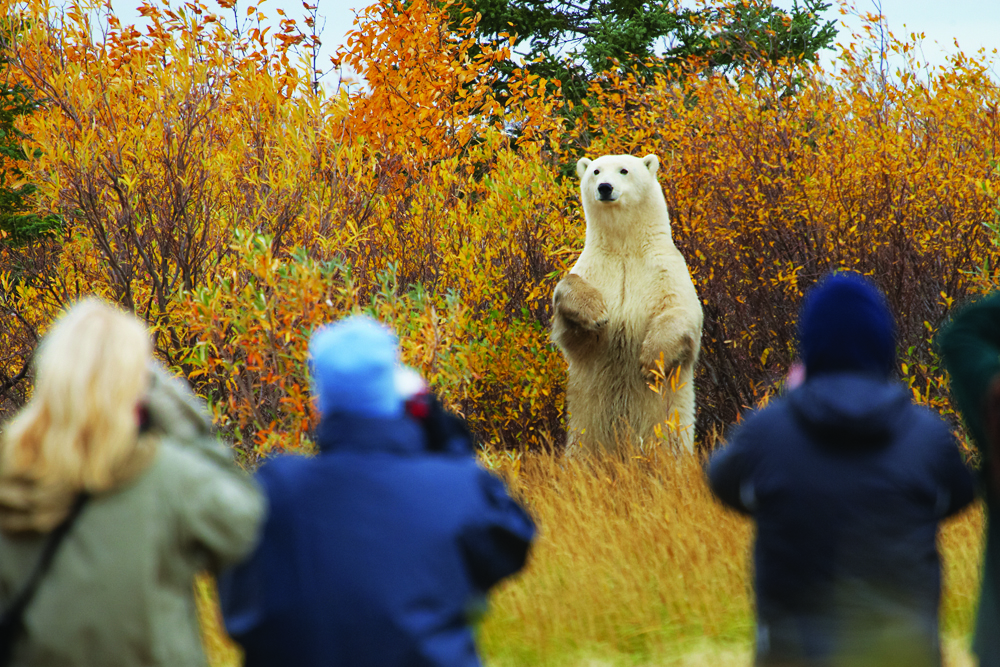 Polar bear addressing guests at Nanuk Polar Bear Lodge. Jerry Grajewski photo.