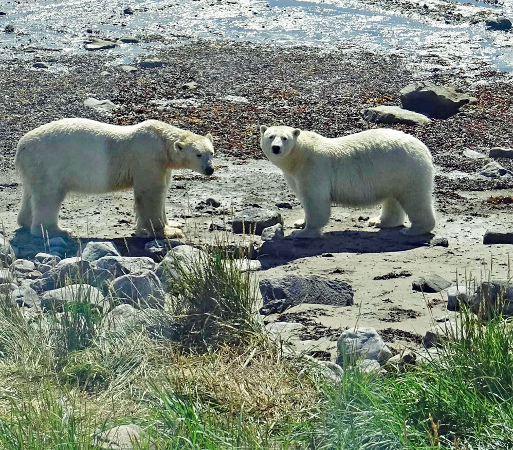 Polar bear friends just outside Seal River Heritage Lodge. Christina Schütt photo.