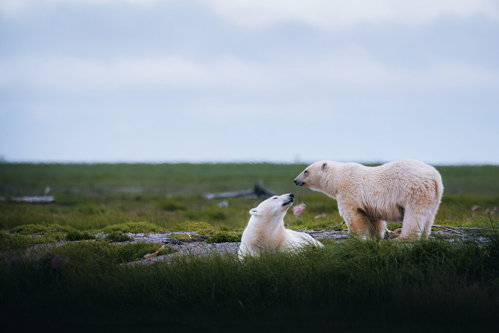 Polar bears. Nanuk. Aki Garg.