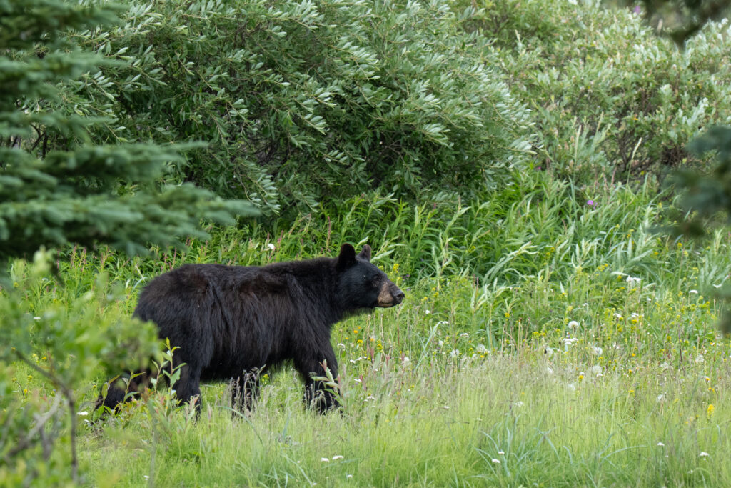 black-bear-nanuk-polar-bear-lodge-christoph-jansen Black bear at Nanuk Polar Bear Lodge. Christoph Jansen photo.
