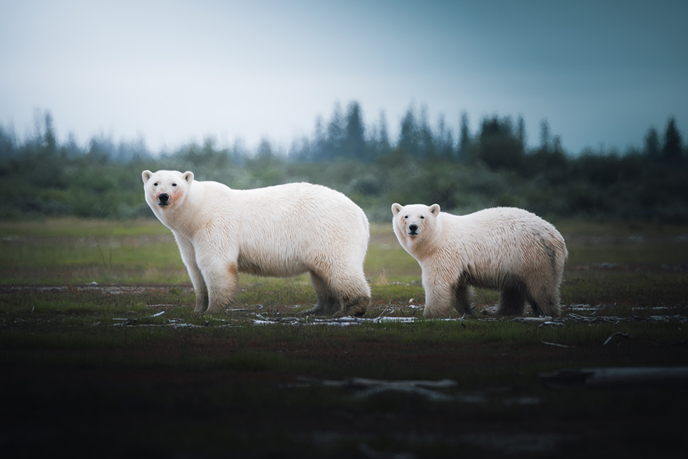 Polar bear mom and cub at Nanuk Polar Bear Lodge on Arctic Discovery safari. Aki Garg photo.