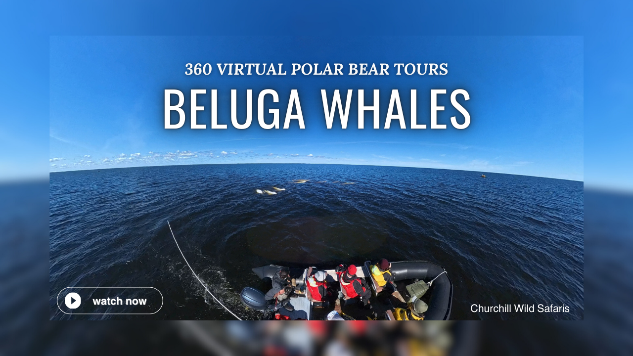 beluga whale encounters from zodiac boat