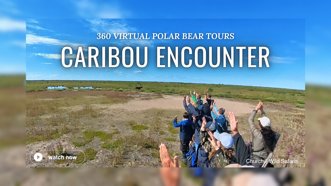 caribou encounter