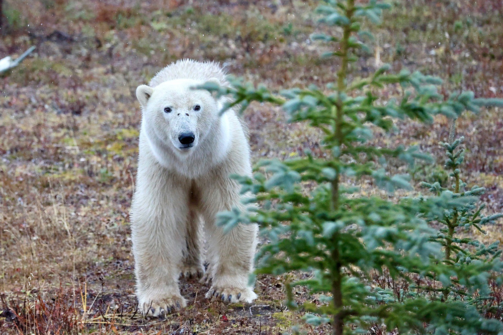 Polar bear at nanuk polar bear lodge in the fall. Chris Swindal photo.