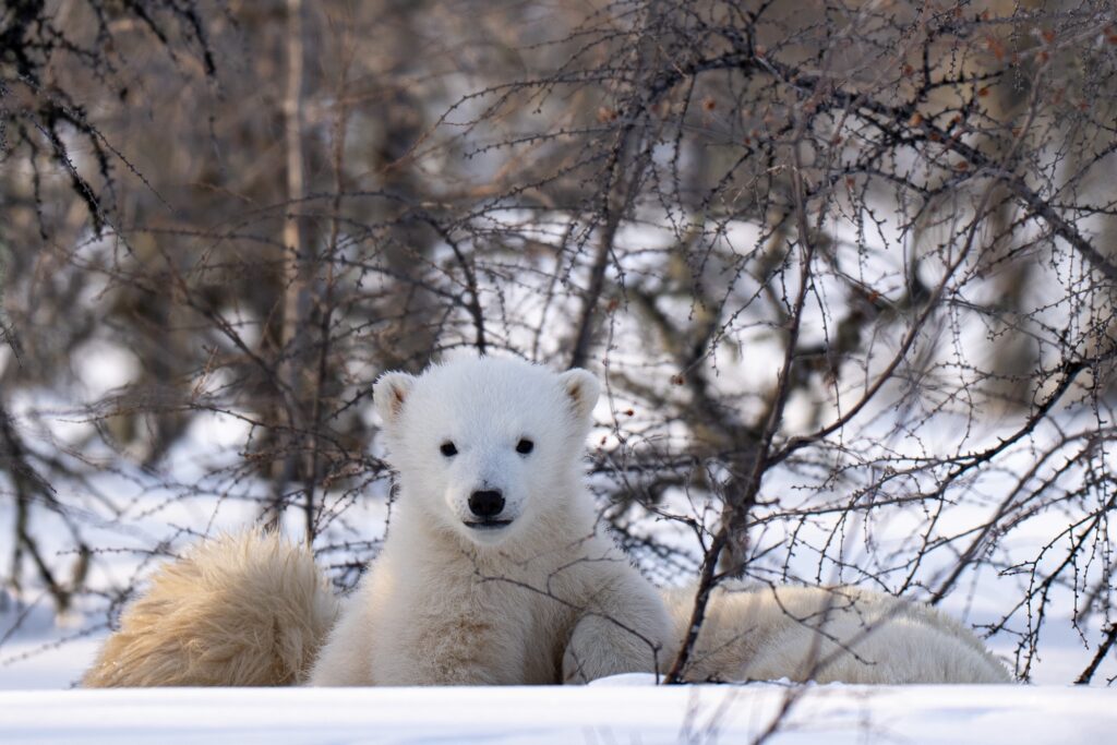 New cub. Nanuk Emergence Quest. Christoph Jansen photo.