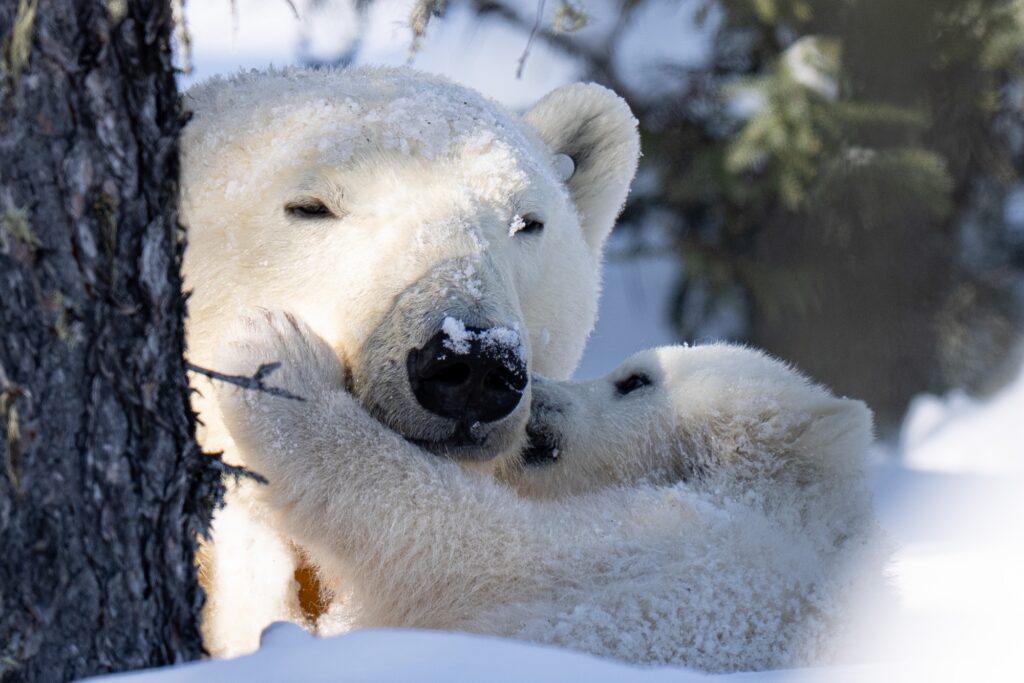 Mom and cubs on Nanuk Emergence. Christoph Jansen Photo.