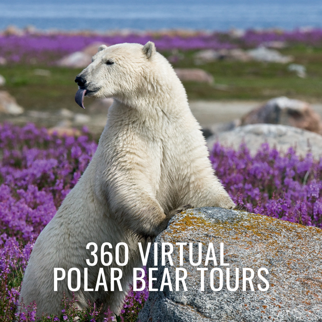 360 Virtual Polar Bear Tours | Churchill Wild