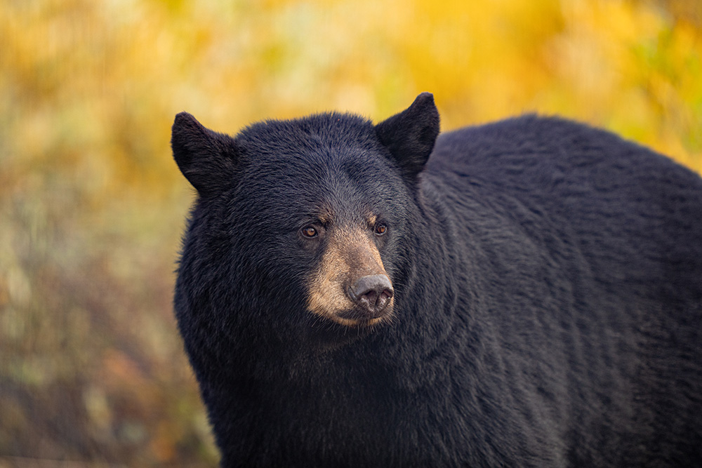 black-bear-in-fall-colours-nanuk-polar-bear-lodge-fabienne-jansen