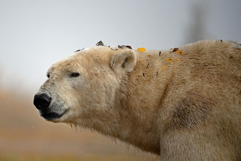 polar-bear-nanuk-hbo-anjali-singh Polar bear at Nanuk on HBO. Anjali Singh photo.
