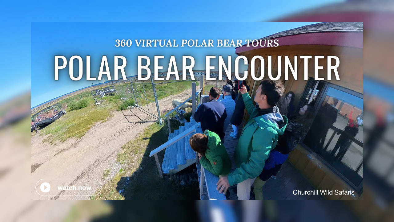 polar bear encounter at lodge