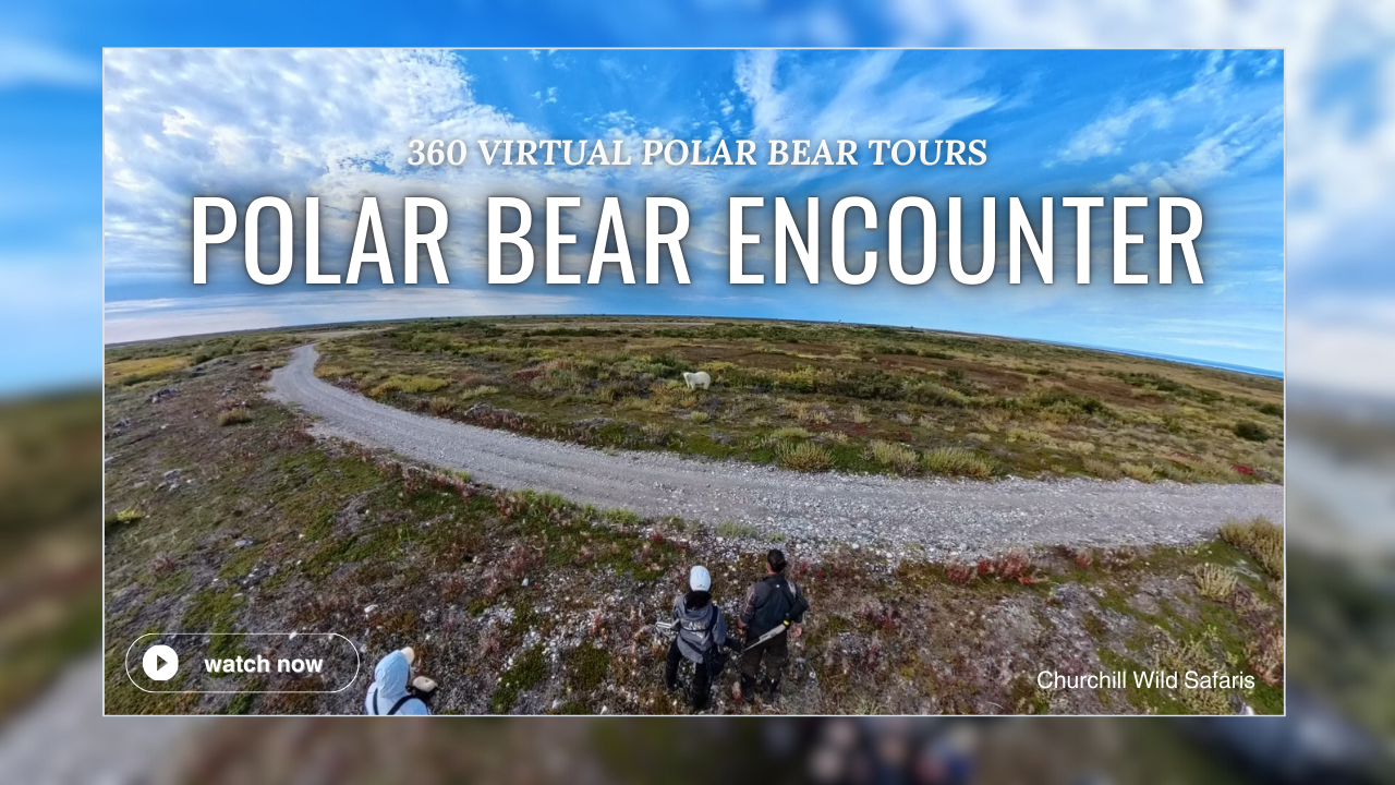 ground level polar bear encounter