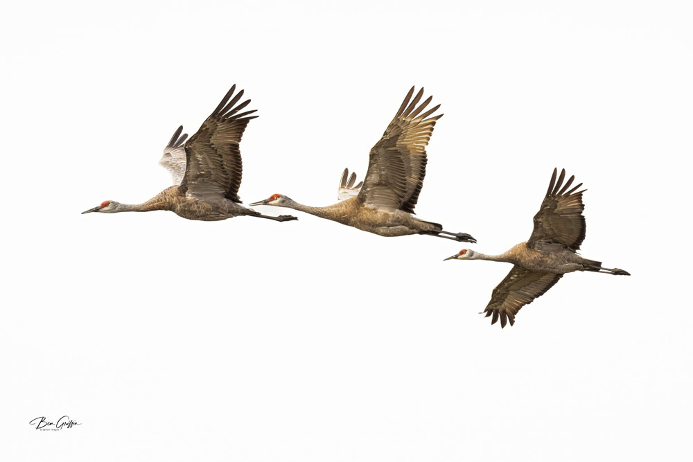 sandhill cranes