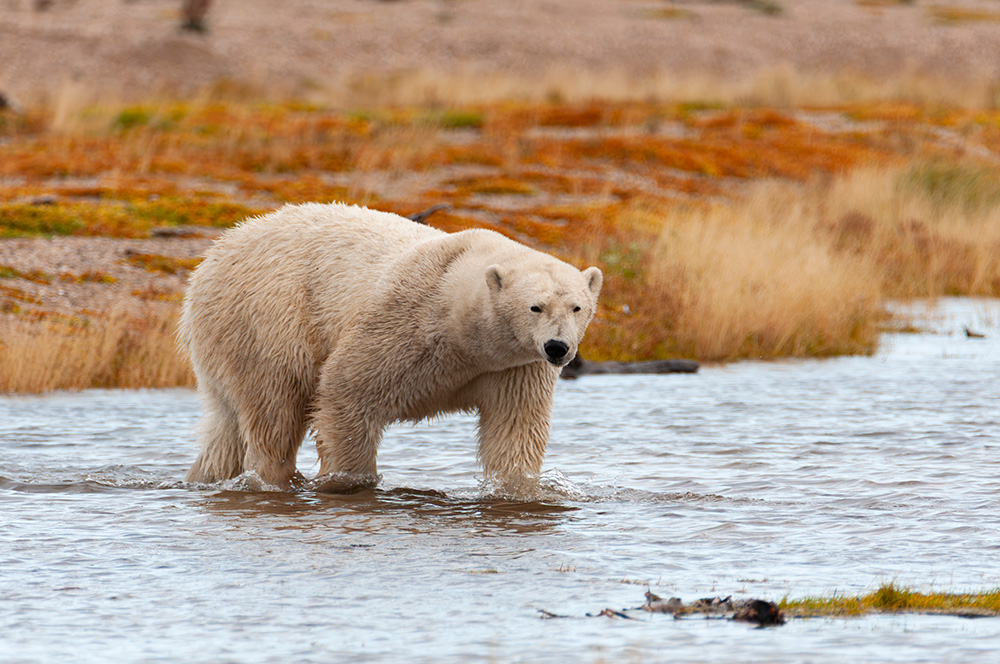 polar-bear-in-fall-nanuk-polar-bear-lodge-scott-horwitz_5