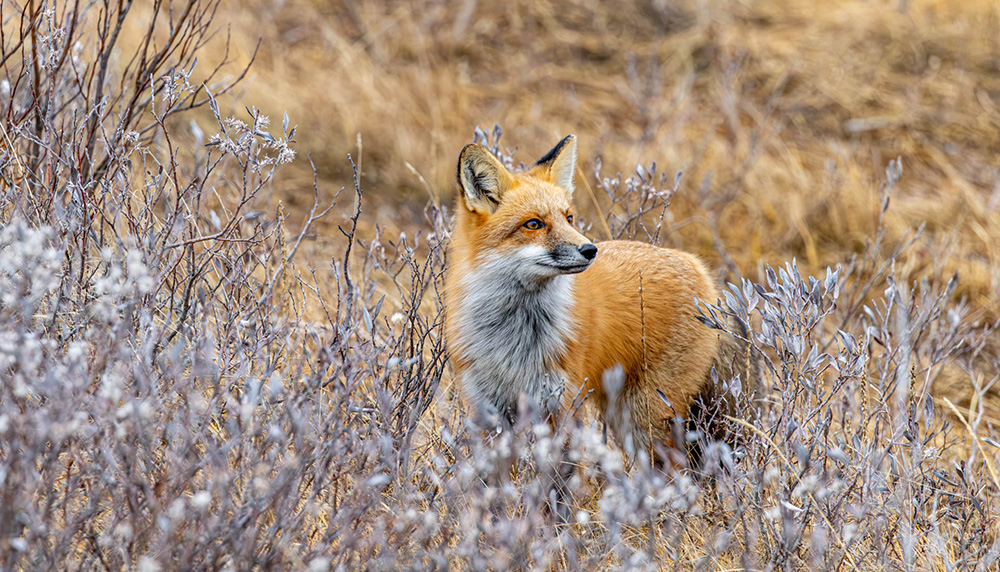Red fox in fall landscape, nanuk polar bear lodge. Tom Gleason photo.