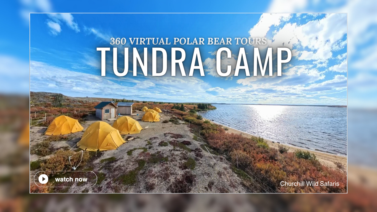 tundra camp