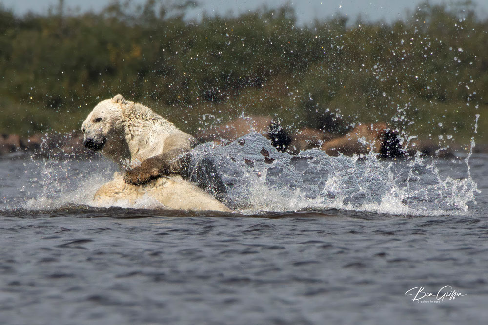 polar bears sparring in water