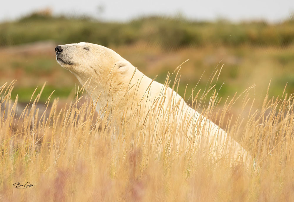 Nature Alliance Photo of the Month by Ben Griffin. Seal River Heritage Lodge.