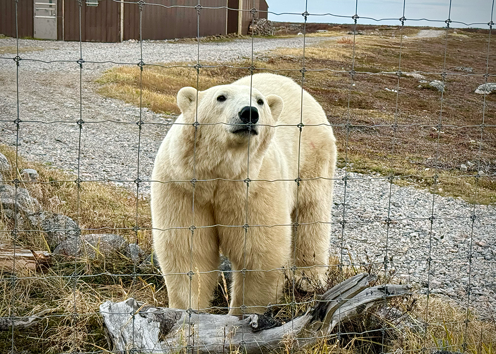 polar bear at fence