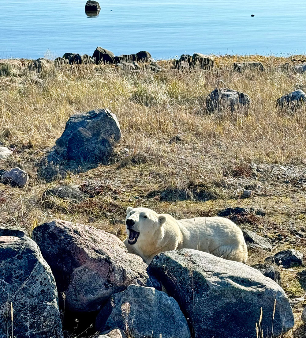 Polar bear greeting. Seal River Heritage Lodge. Jackie Storry photo.