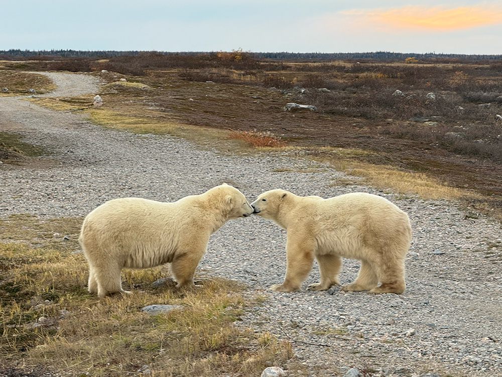 polar bear kiss