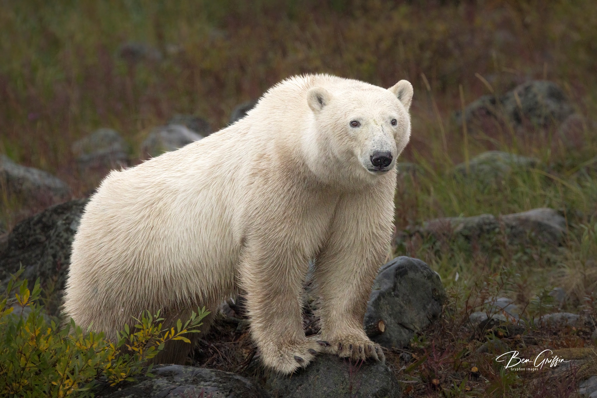 Déjà Polar Bear: An Award-Winning Arctic Return