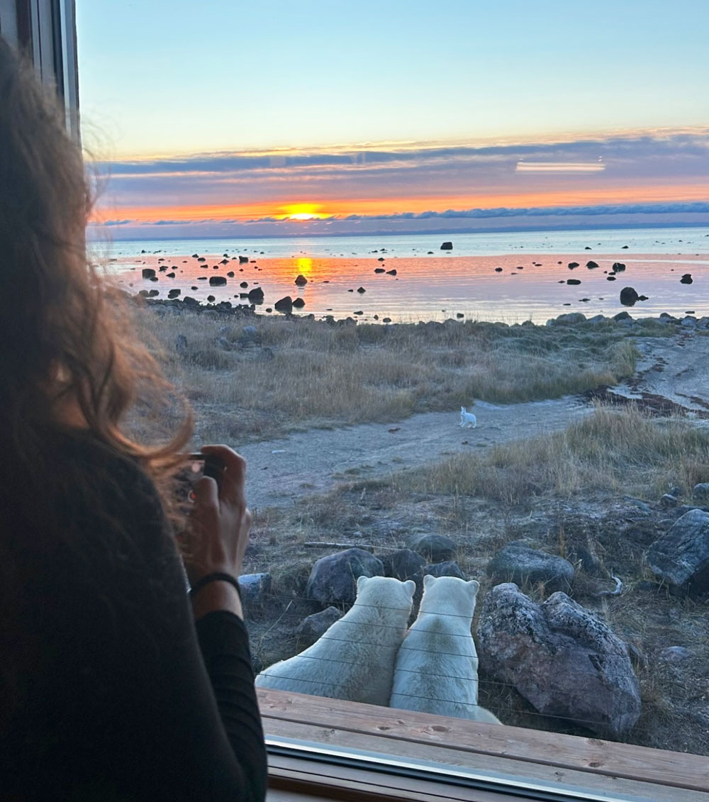 Polar bear breakfast date at Seal River Heritage Lodge. With an Arctic hare! Shayna Rene photo.