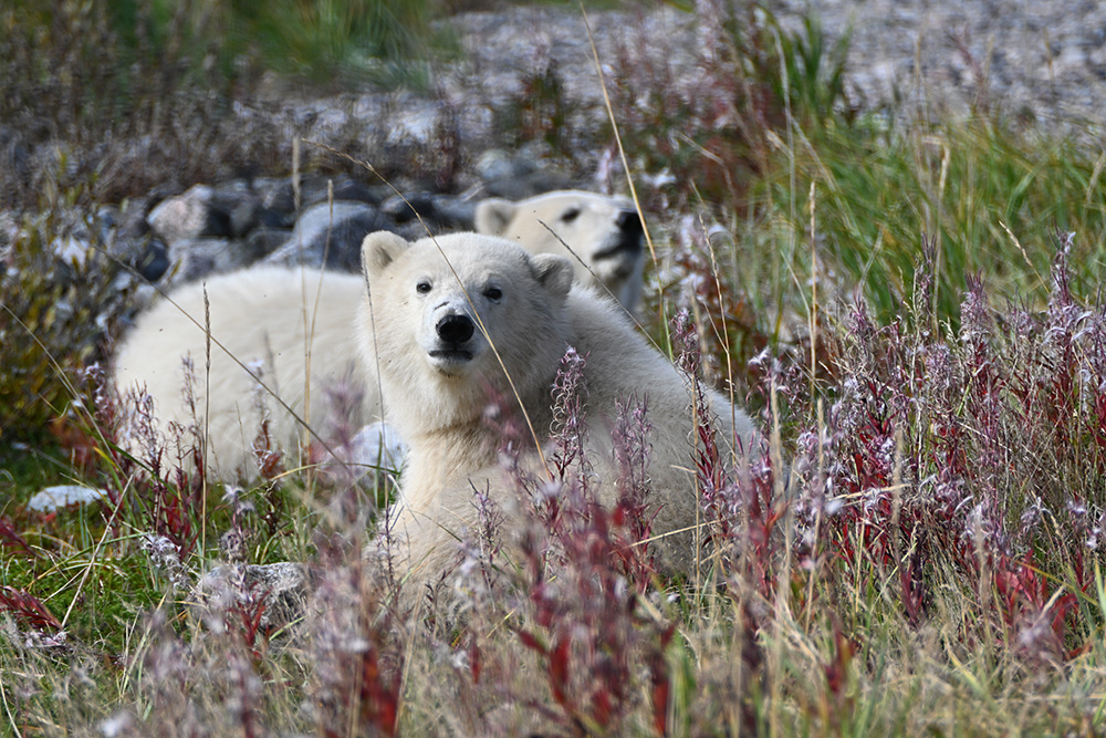 polarb-bear-cubs-seal-river-heritage-lodge-fernanda-munoz-y-martinez