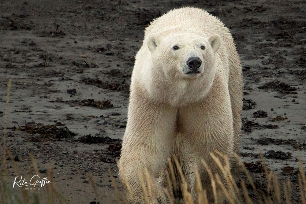 Young polar bear at Seal River Heritage Lodge. Rita Griffin photo.