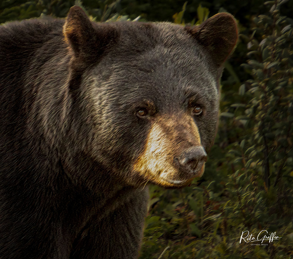 black bear