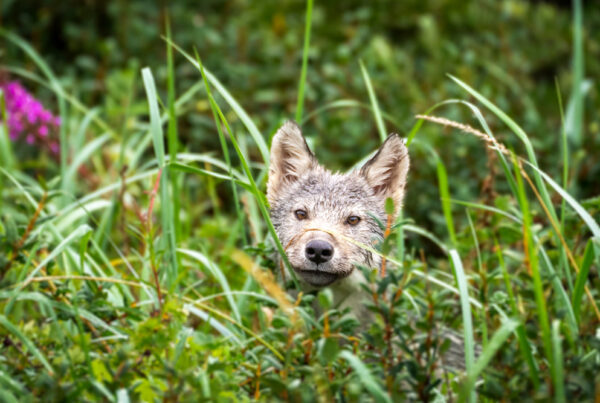 Wolf pup in the grass at Nanuk Polar Bear Lodge. Desiree Rantala / Travel Manitoba photo.