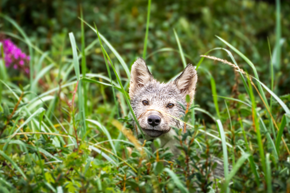 Wolf pup in the grass at Nanuk Polar Bear Lodge. Desiree Rantala / Travel Manitoba photo.