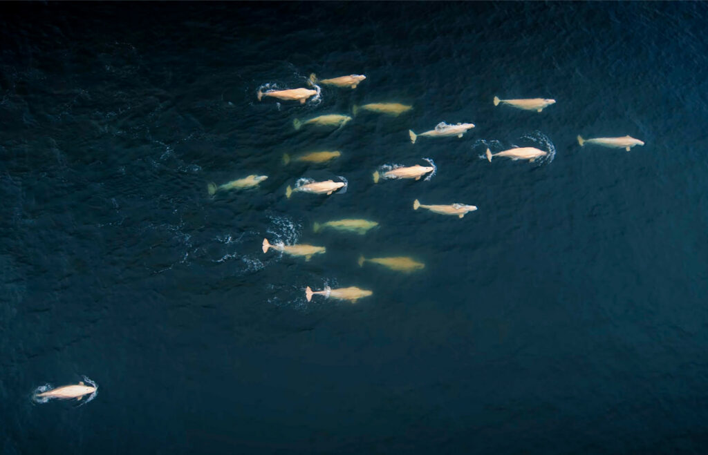 Beluga whales. Arctic Discovery. Aki Garg.
