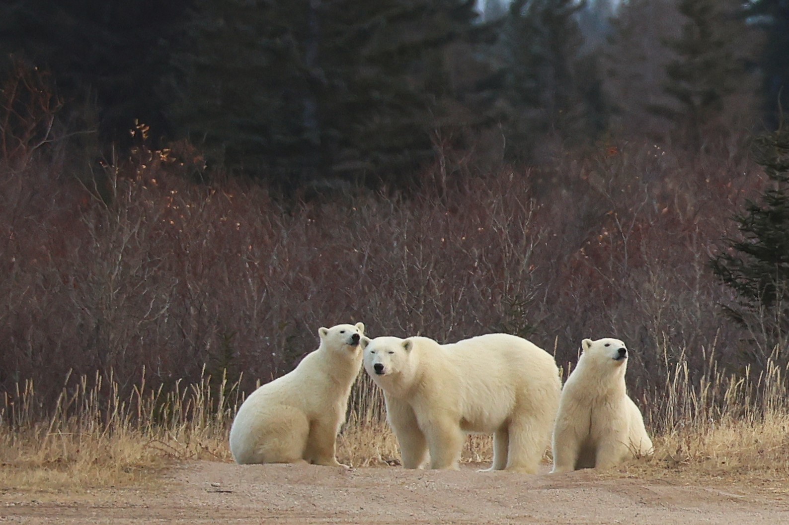 polar bear mom and cubs