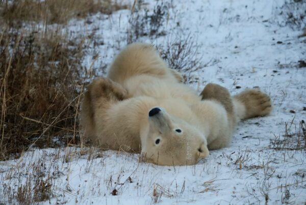 Polar bear laying on back