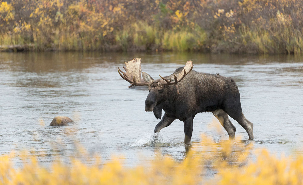 Moose on the Hudson Bay Odyssey at Nanuk Polar Bear Lodge. Rod Kuo photo.