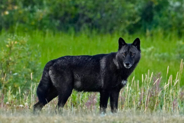 Rare black female wolf. Nanuk Polar Bear Lodge. Michael Gerhartz photo.