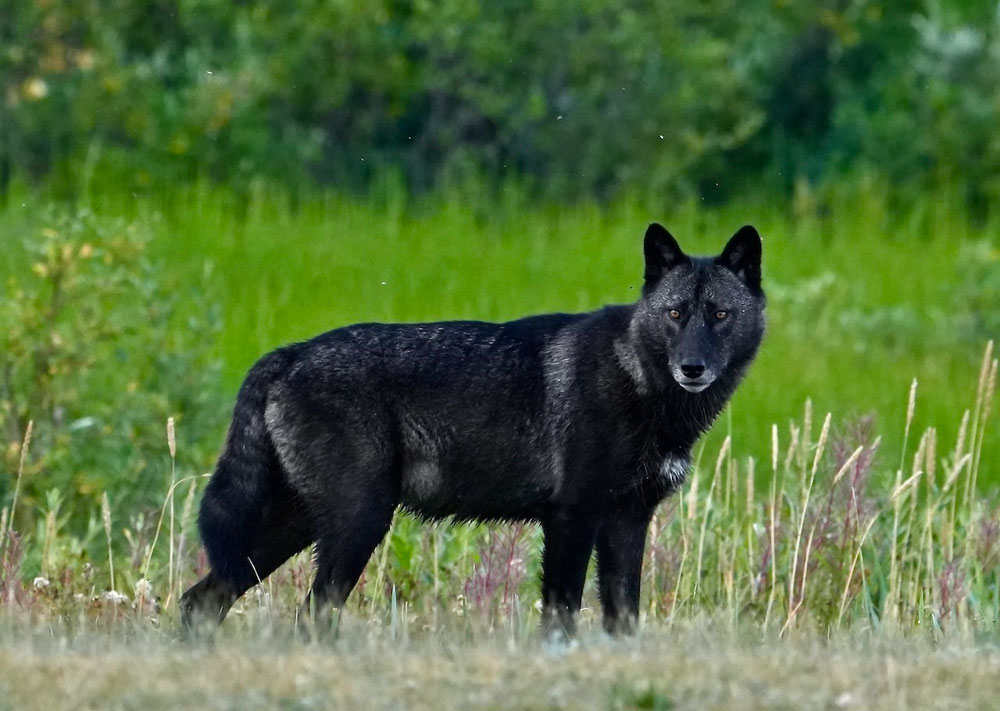 Black Wolf Returns to Nanuk